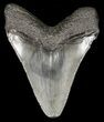Juvenile Megalodon Tooth - Georgia #61611-1